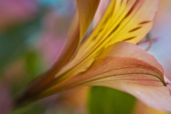 Maine, Harpswell Pink and yellow lily